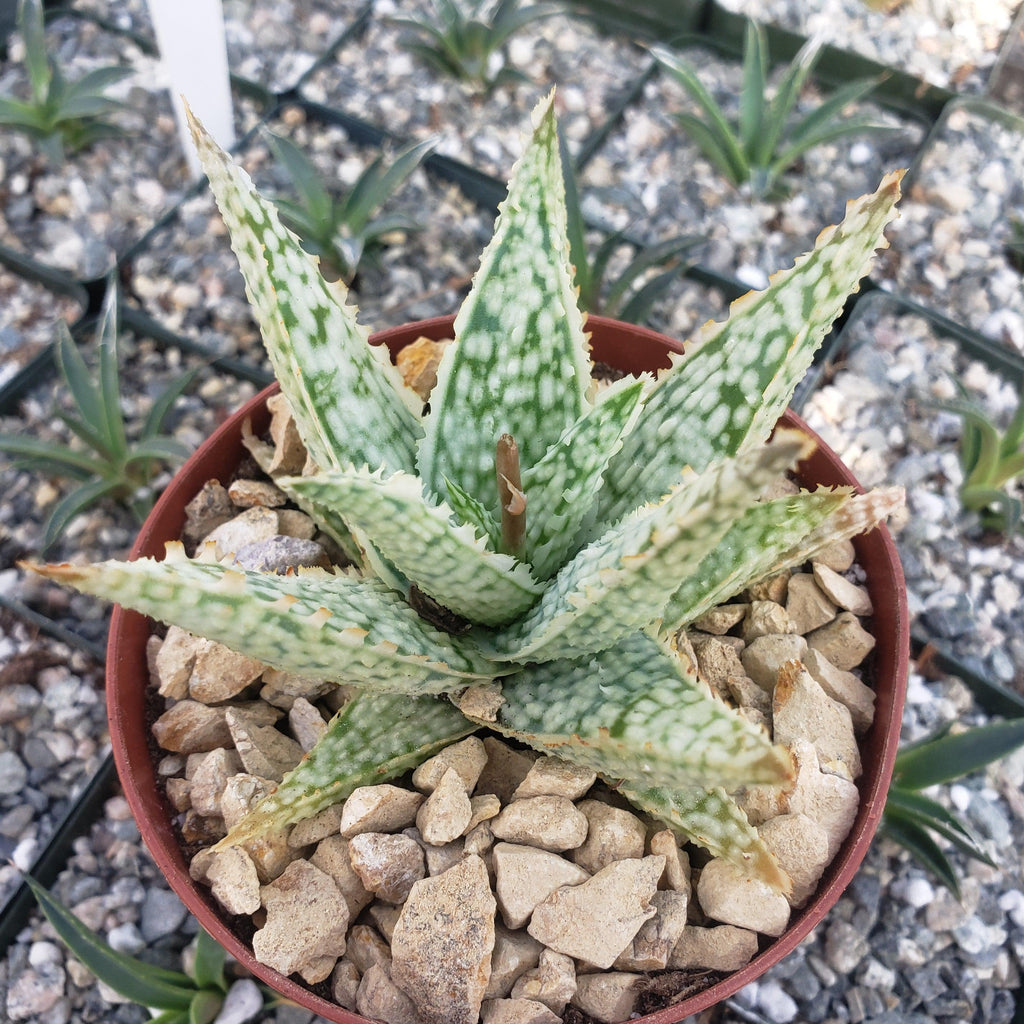 Aloe Diego