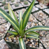 Sisal Century Plant - Agave sisalana mediopicta