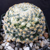 Mammillaria shiedeana