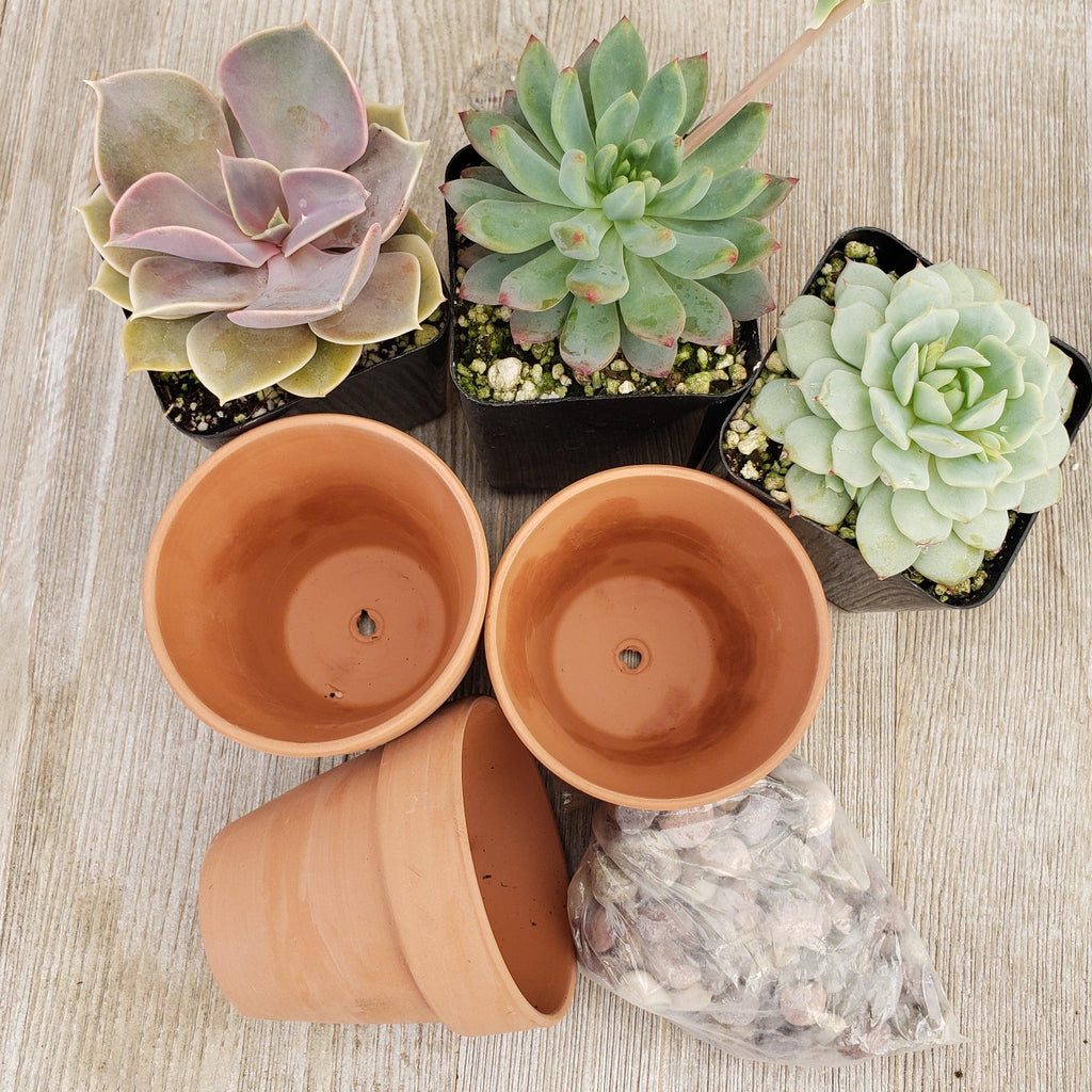 3- 2.5 inch succulents in terracotta pots