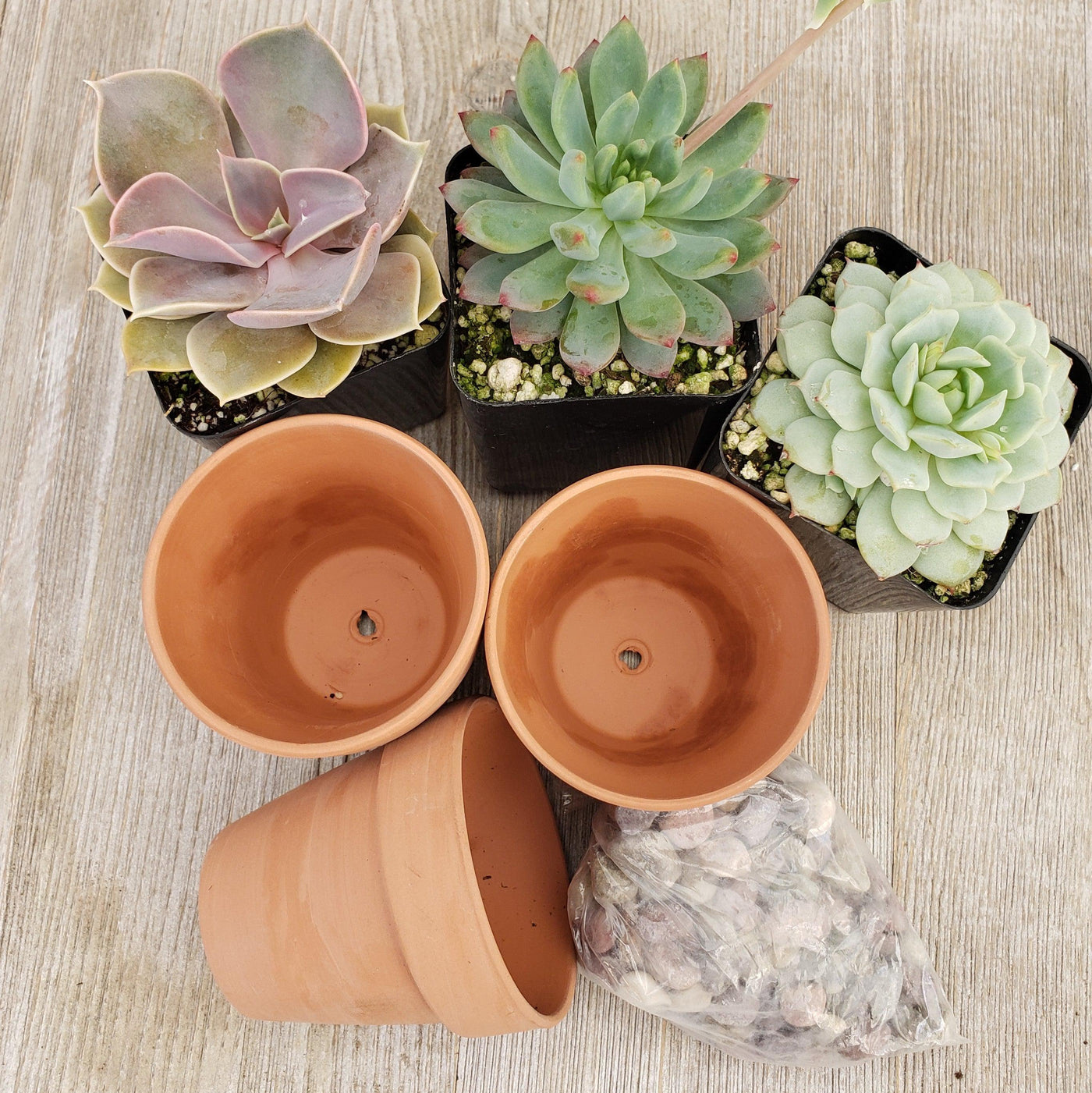 clay plant pots for sale near me 3- 2.5 inch succulents in terracotta pots – Planet Desert