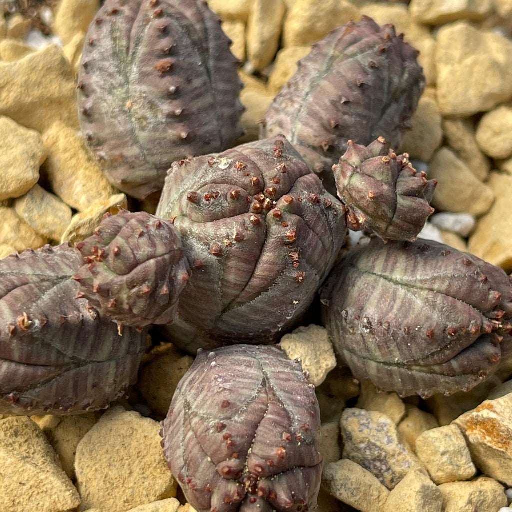 Euphorbia pseudoglobosa