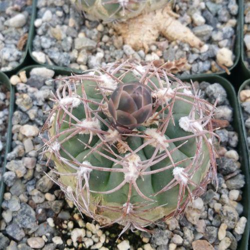 Gymnocalycium riojense