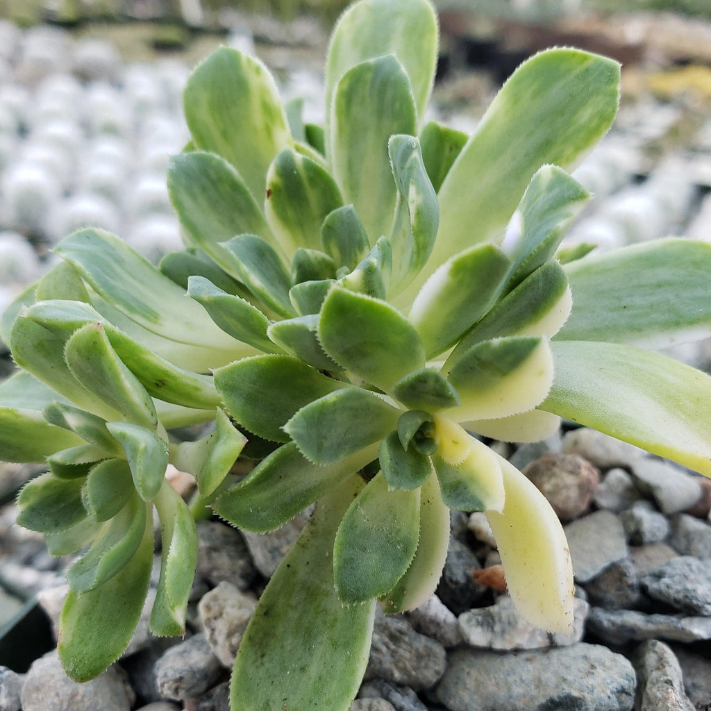 Aeonium castello paivae variegata Suncup