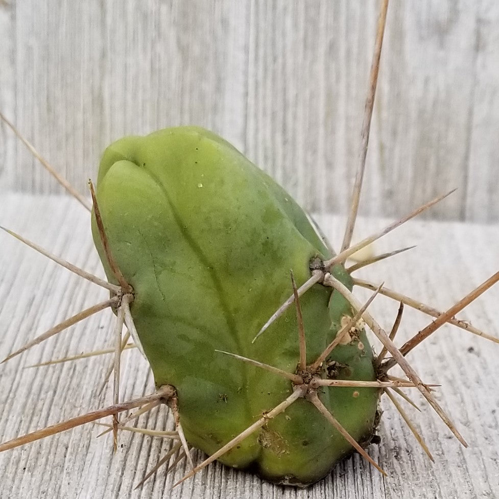 Unrooted Cutting Trichocereus bridgesii Monstrose Penis Cactus