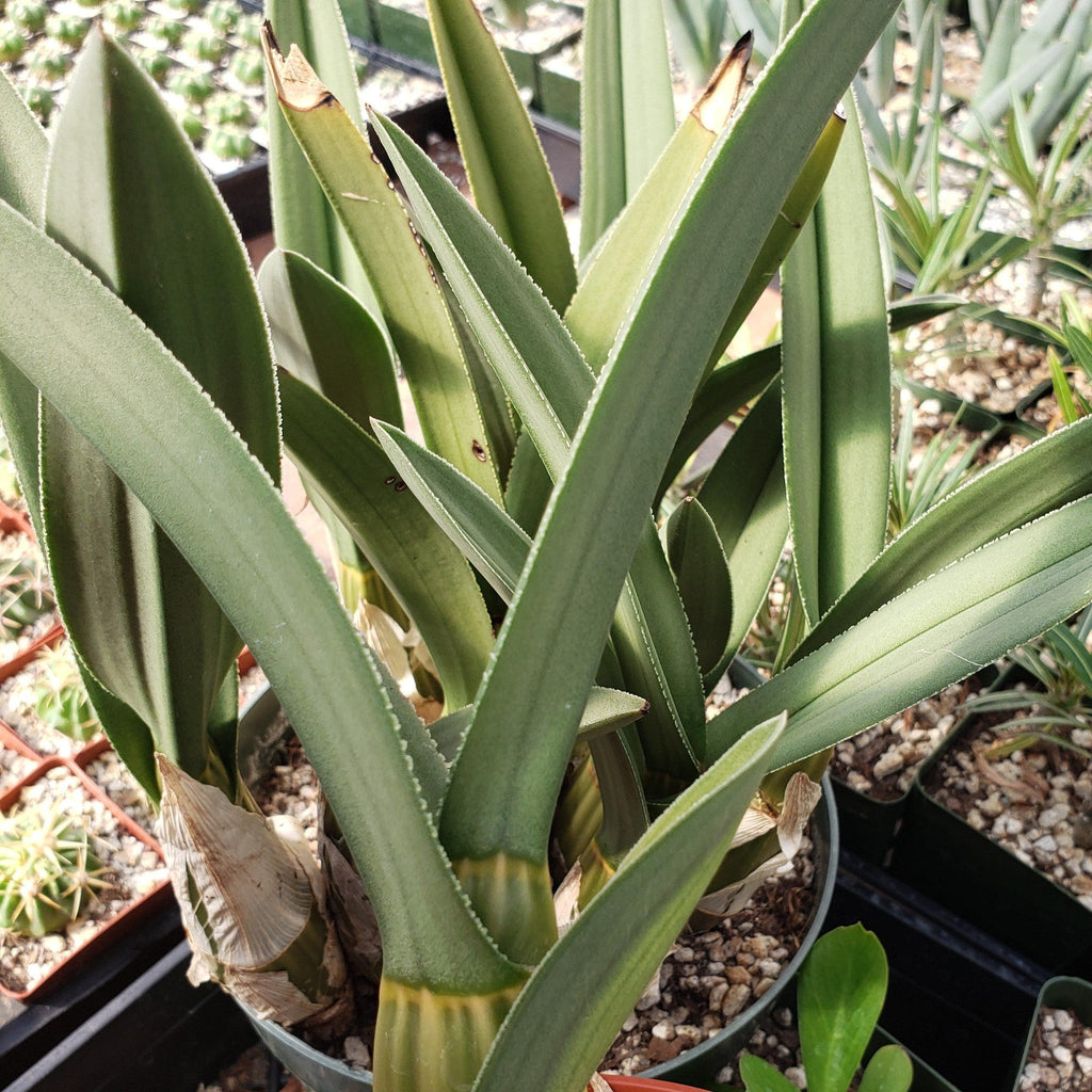 Eulophia petersii Desert Orchid Large