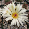 Notocactus elegans