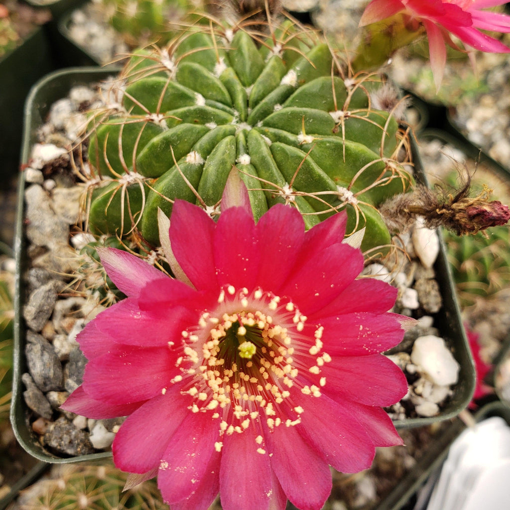 Lobivia oxyalabastra