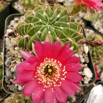 drachenbaum groß Drachenbaum Riki kaufen main image 0
