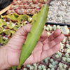 Hylocereus undatus Pitahaya Dragon Fruit cutting