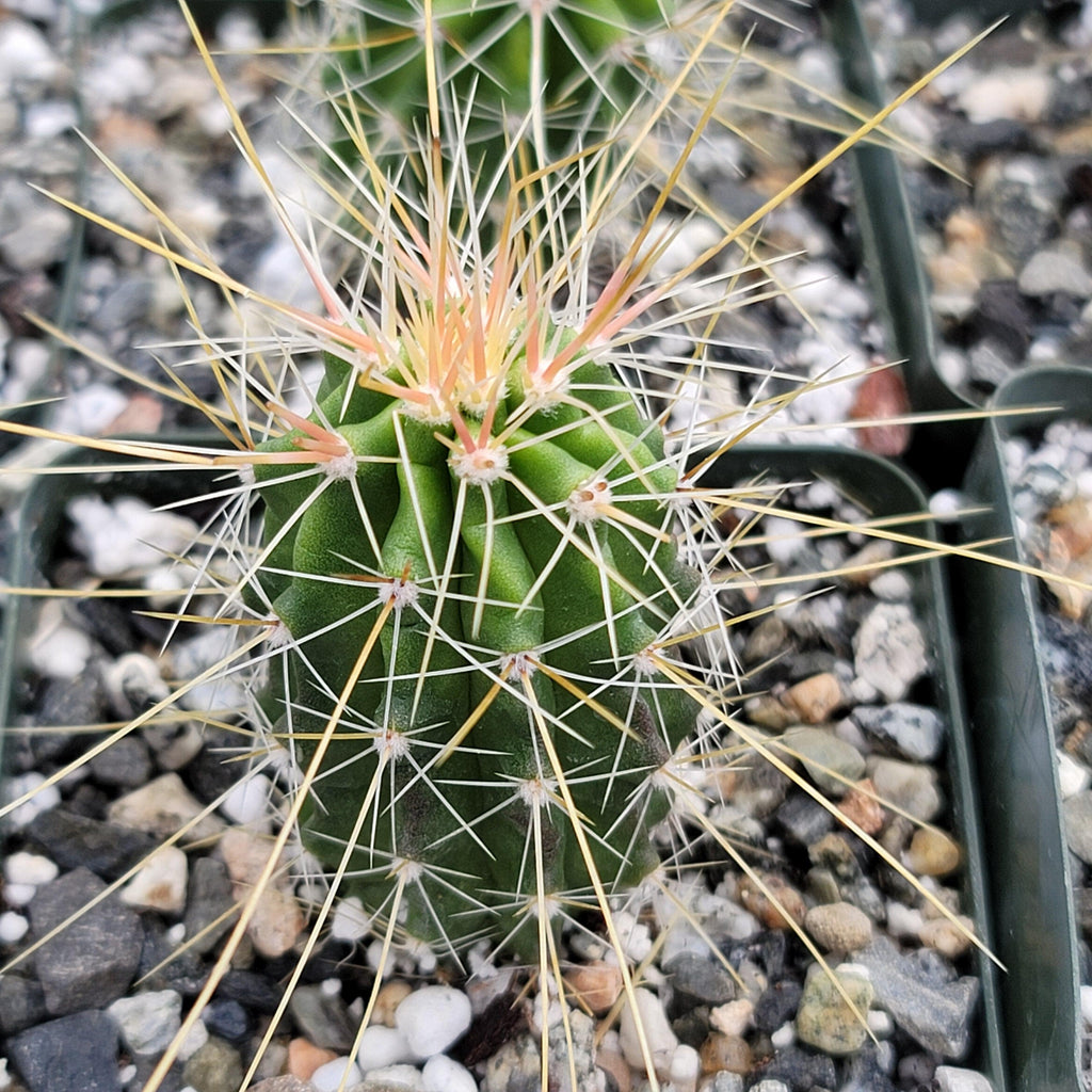 Echinocereus Huasteca canyon arizonicus