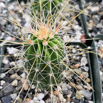 Echinocereus Huasteca canyon arizonicus – Planet Desert