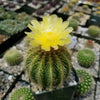 Notocactus warasii