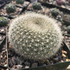 Scarlet Ball Cactus - Parodia haselbergii