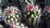 Echinocereus vivediflorus canus