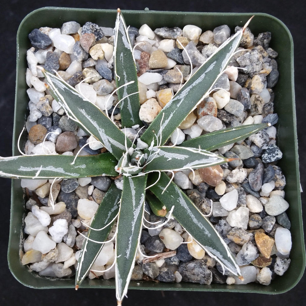 Agave toumeyana bella