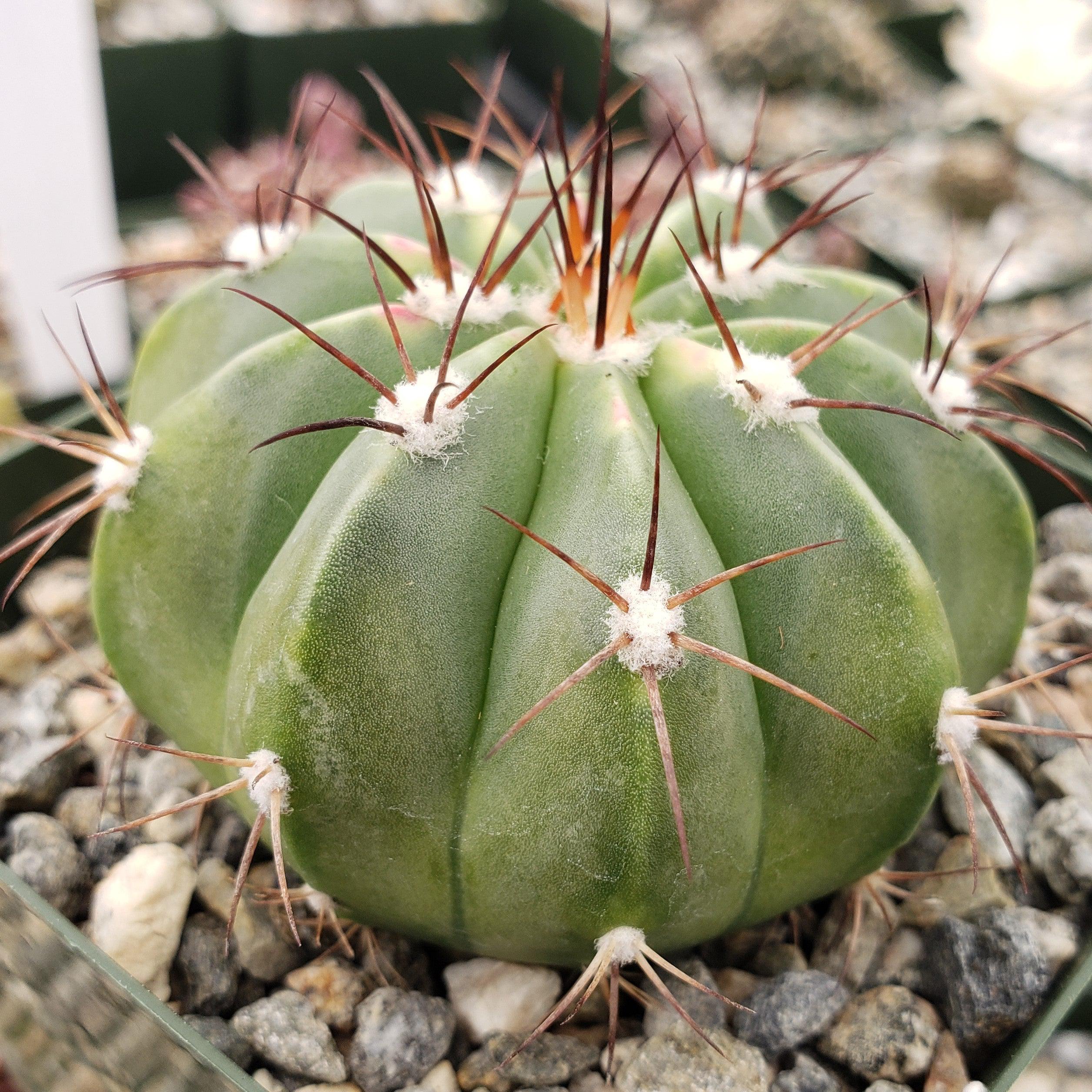 Melocactus caesius