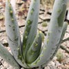 Aloe claviflora