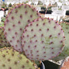 Opuntia Santa Rita pad cuttings with pale green and purple hues, small brown spines, displayed in a nursery with labeled plants.