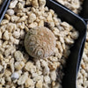 Pseudolithos eylensis