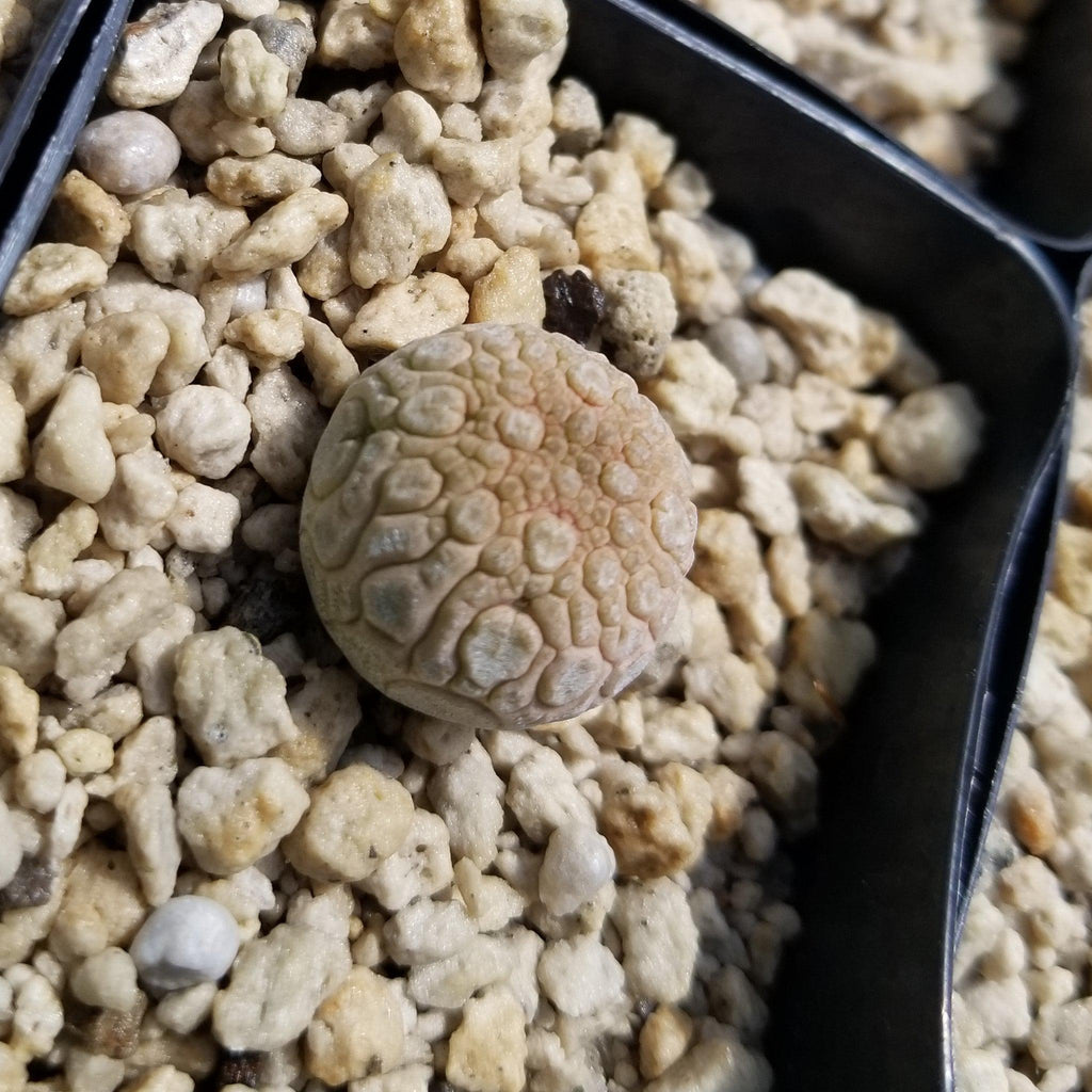 Pseudolithos eylensis