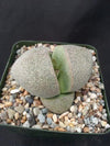 Split Rock Succulent &