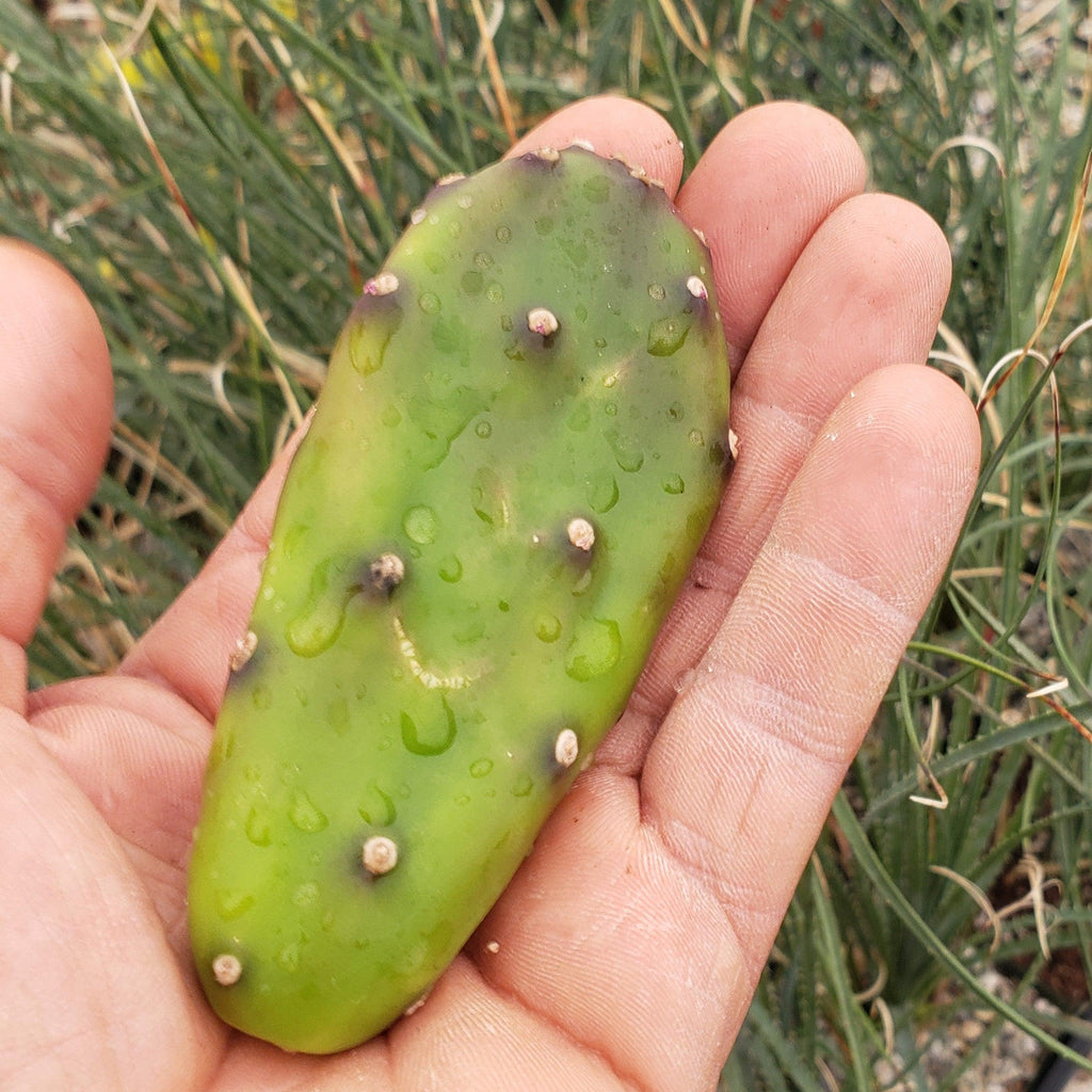 Opuntia canterae elata Cutting