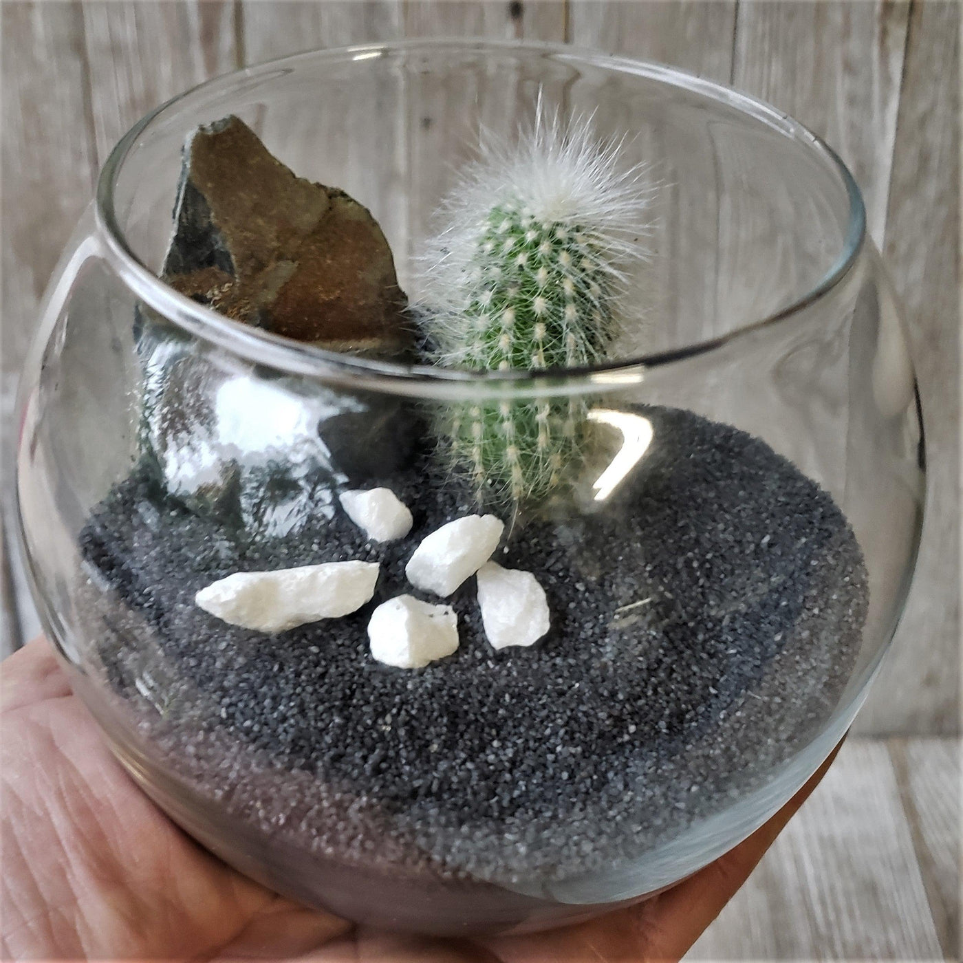 cactus glas DIY Cactus glass globe black – Planet Desert