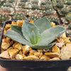 Agave Parryi Raulston