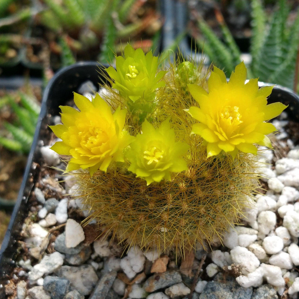 Notocactus graessneri flaviflorus