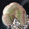 Mammillaria matudae cristata