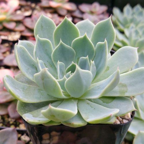 Echeveria glauca