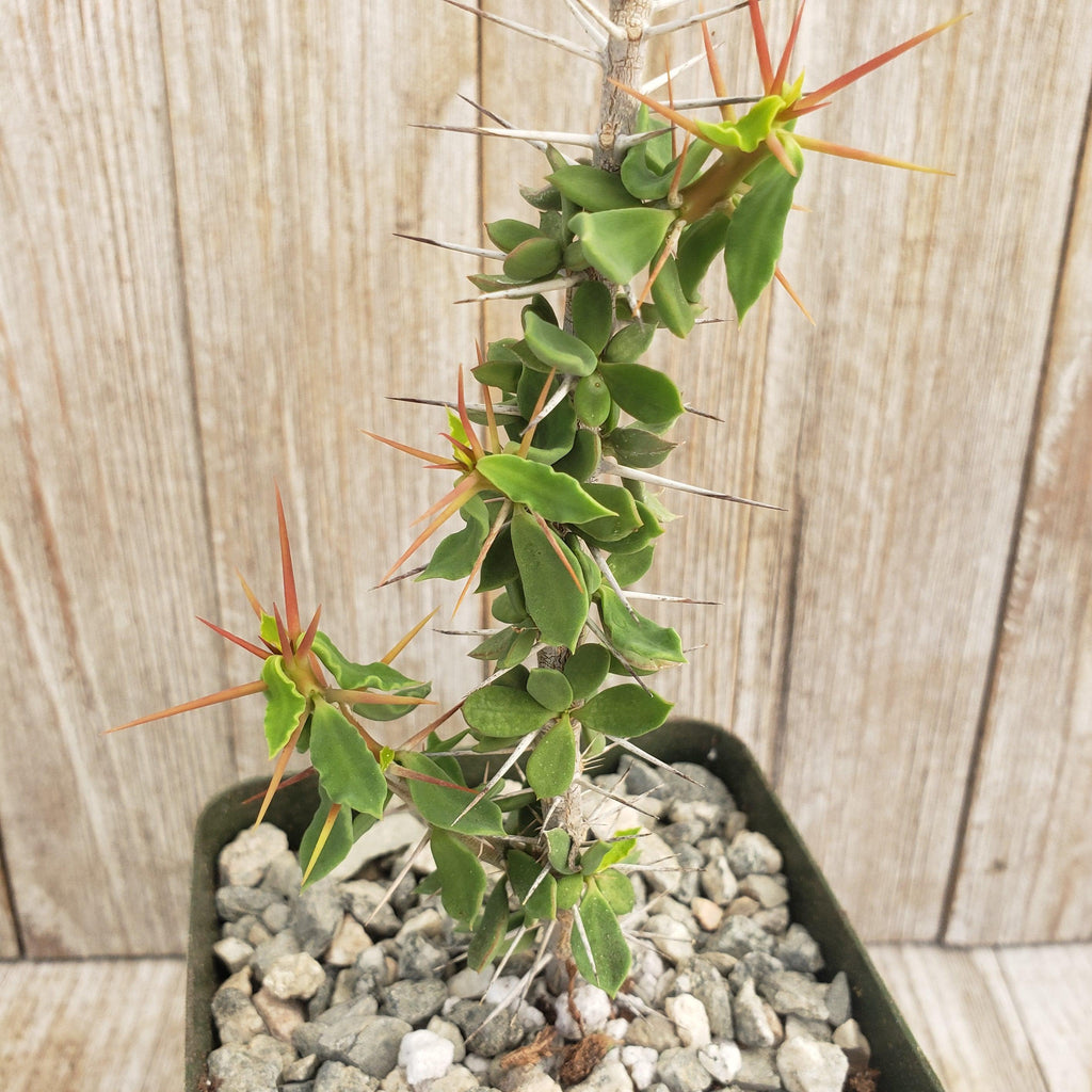 Euphorbia beharensis