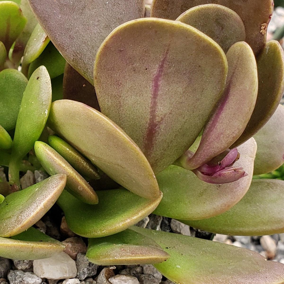 creeping jade plant Trailing Jade 'Senecio jacobsenii' 1 Gal. / Black / With Pot