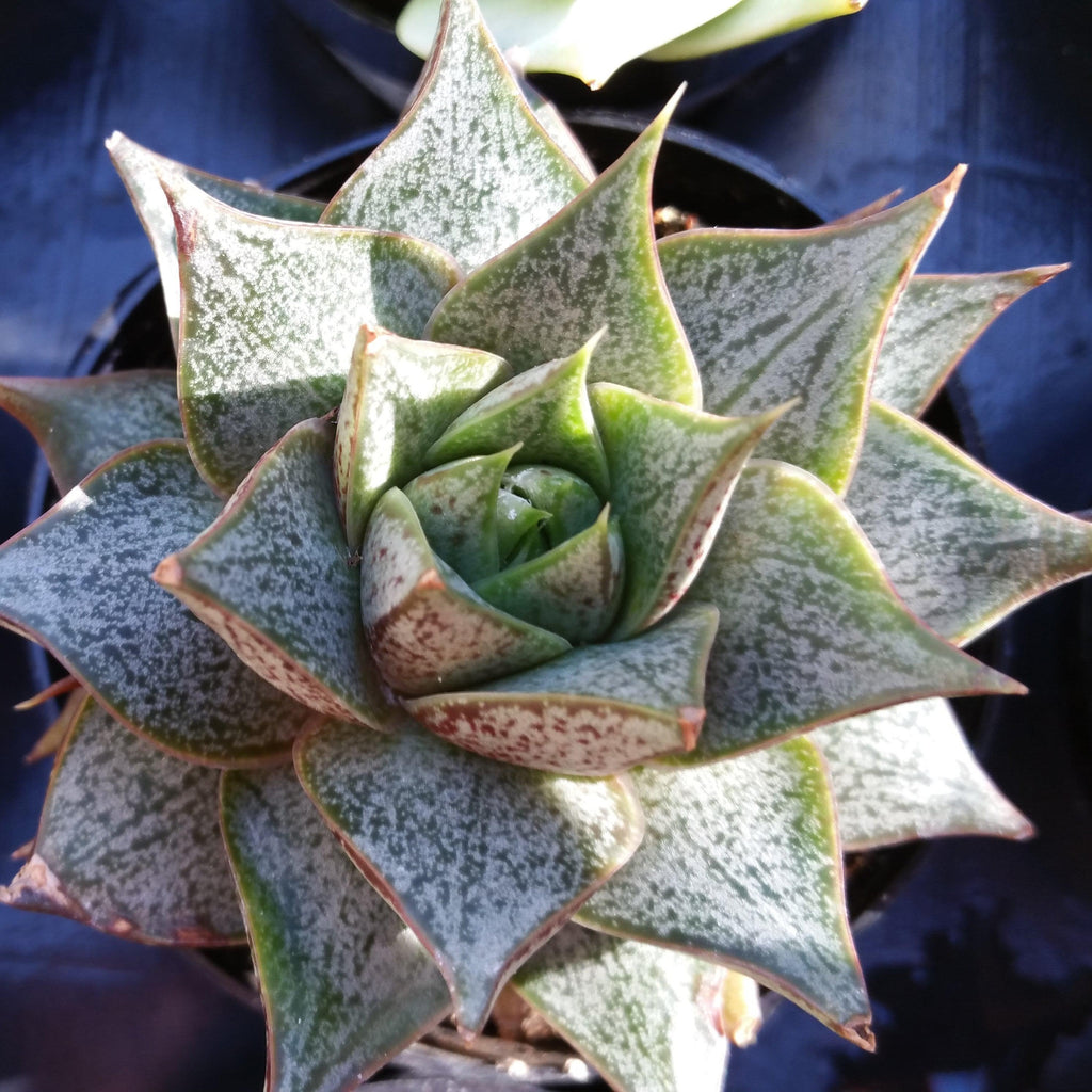 Echeveria purpusorum