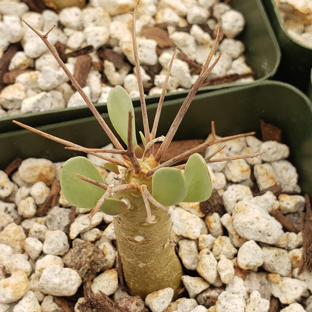 Othonna euphorbioides