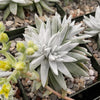 White Sprite Plant ‘Dudleya gnoma’