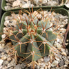 Melocactus concinnus