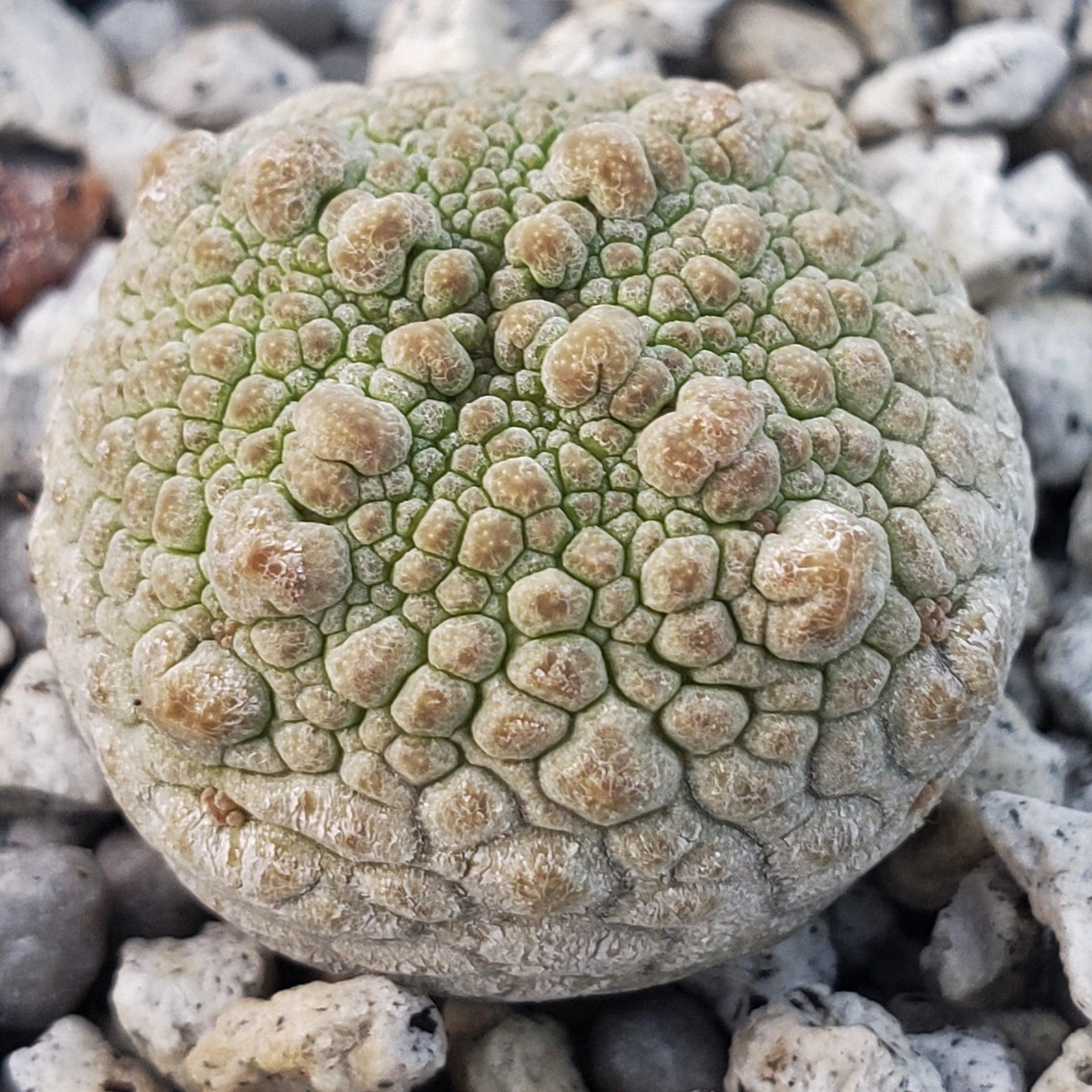 Pseudolithos harardheranus