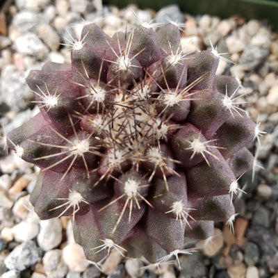 Copiapoa humilis paposoensis