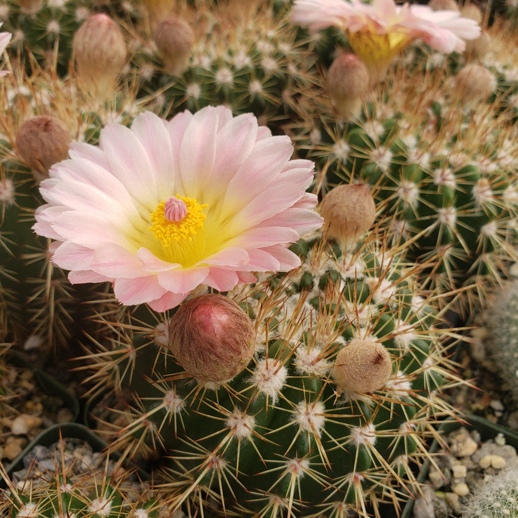 Notocactus roseoluteus