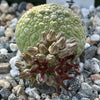 Pseudolithos migiurtinus