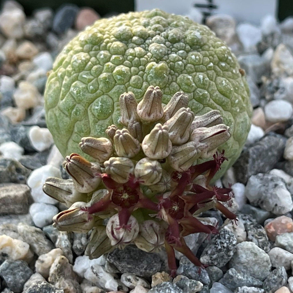 Pseudolithos migiurtinus