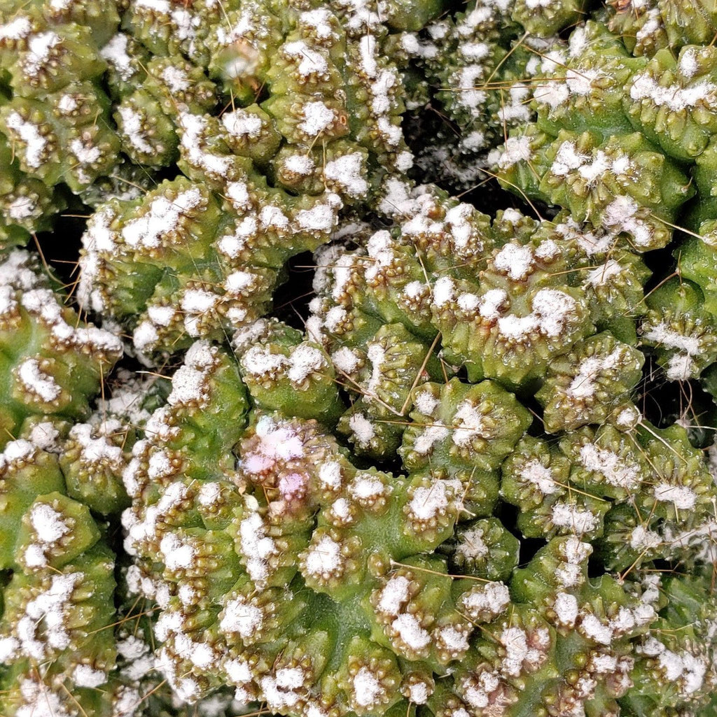Cereus peruvianus monstrose mini
