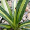 Sisal Century Plant - Agave sisalana mediopicta