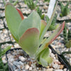 Flapjack Plant ‘Kalanchoe luciae’