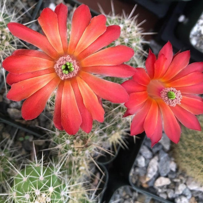 Echinocereus sanpedroensis