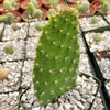 Opuntia Snow Fuzzy cutting