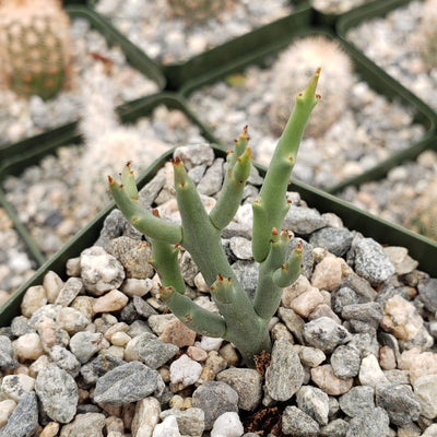 Euphorbia spinea