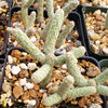 Cylindropuntia ramosissima